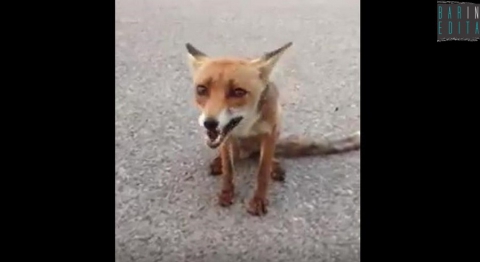 Poggiorsini, la volpe Nin�t � morta: �Veniva in paese ogni giorno, da 4 anni�